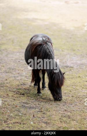 black pony horse is grazing on the farm. ponies are walking across the field. green lawn and ponies. ponies graze in the meadow. Stock Photo