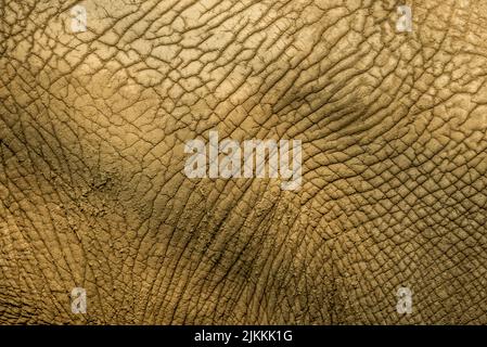 A close up shot of an elephant skin Stock Photo