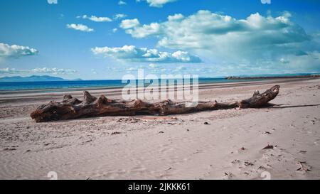 A tree trunk on a sandy beach under a blue cloudy sky on a sunny day Stock Photo
