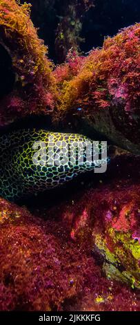 A vertical shot of the undersea life with colorful stones and sea animals Stock Photo
