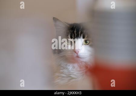 A closeup shot of a cute cat looking at the camera on a blurred background Stock Photo