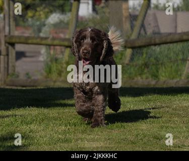 A beautiful shot of an English Cocker Spaniel running at the park Stock Photo