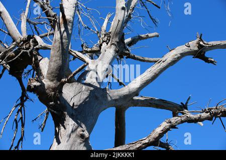 A closeup of a dead and dry tree branches on a blue sky background Stock Photo