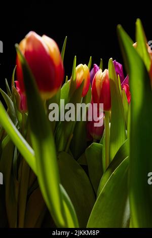 Bunch of vivid tulips with colorful tender petals and green leaves placed in room on black background during blooming season Stock Photo