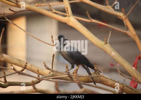 The black crow is sitting on the branch of the almond tree. Stock Photo