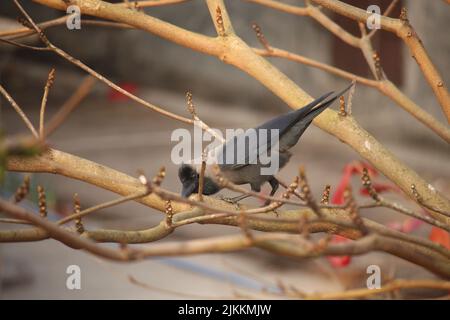 The black crow is sitting on the branch of the almond tree. Stock Photo