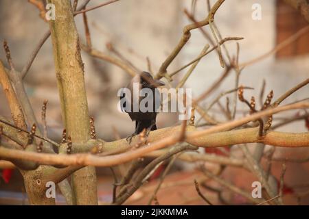 The black crow is sitting on the branch of the almond tree. Stock Photo