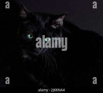 A closeup of the beautiful black cat with green eyes in the darkness. Stock Photo