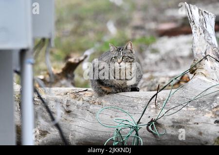 A feral, tabby cat standing on a wooden log, isolated on a blurred background Stock Photo