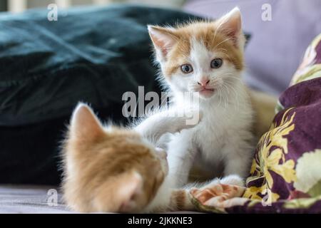 A closeup of the cute kittens playing with each other. Stock Photo