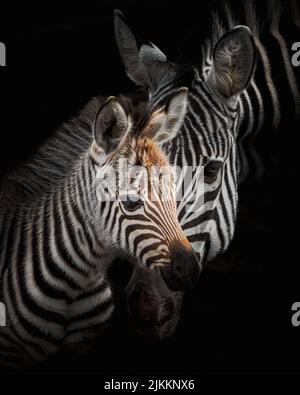 A closeup shot of a two zebras heads on black isolated background Stock Photo