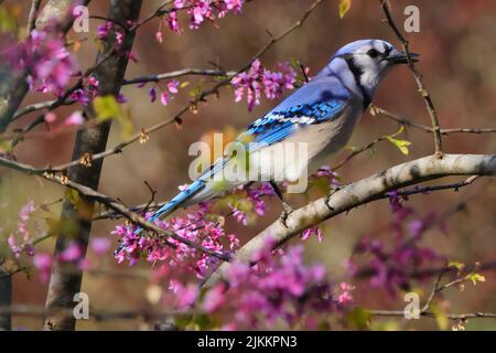 A close-up shot of a Blue jay perched on a tree twig on a blurred background Stock Photo