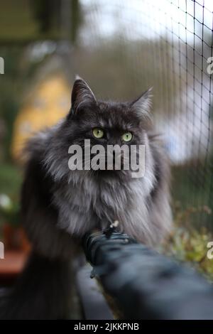 A gray grumpy cat staring at the camera with green eyes on a blurred background Stock Photo