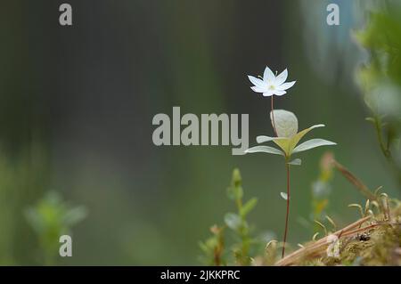 A close-up shot of a chickweed-wintergreen grown in the garden in spring Stock Photo