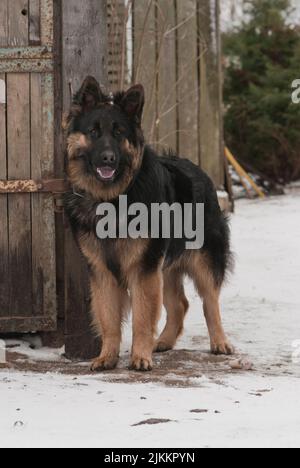 A vertical shot of a cute German shepherd dog on a snowy road looking at a camera Stock Photo