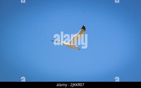 A white seagull flying in a bright blue sky Stock Photo