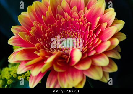 A closeup of a beautiful vibrant Chrysanthemum flower on a black background Stock Photo