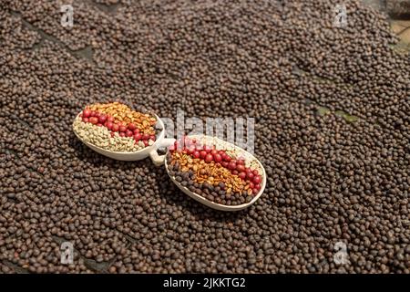 Coffee beans of different processing processes on dried coffee beans Stock Photo