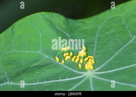 Large or cabbage white butterfly, Pieris brassicae, eggs laid on the  nastutium leaf in unusual individual pattern. Stock Photo