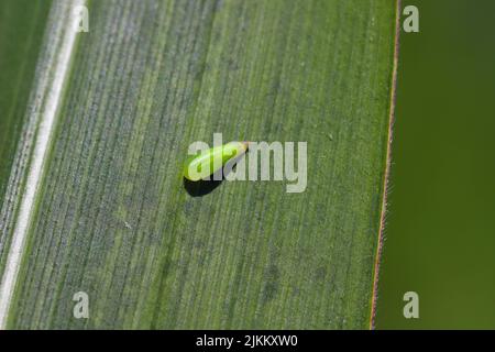 Aphids hunter - pupa of the hoverfly (Syrphidae) on insect on a corn leaf. Stock Photo