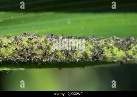 Cereal leaf aphid Rhopalosiphum maidis infestation on the corn stalk. Stock Photo