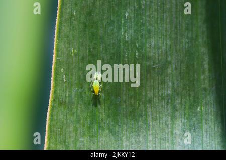 Rose Grain Aphid (Metopolophium dirhodum Stock Photo - Alamy