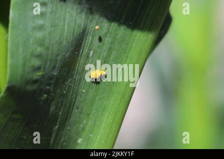 Seven spot ladybird (Coccinella septumpunctata) eggs on a maize leaf. Stock Photo