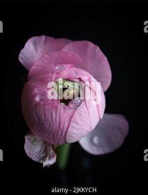 A vertical shot of a pink Persian buttercup flower on a dark background Stock Photo