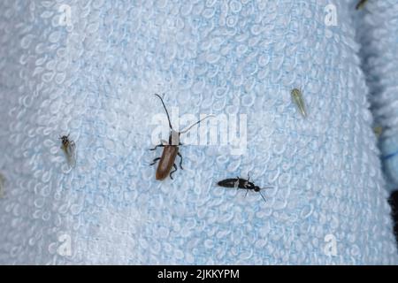 A huge diversity of insects lured by the light of a light bulb at night to the screen. Stock Photo