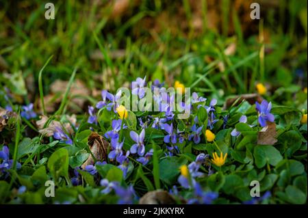 A spring and summer violets in the park on the green grass. Stock Photo