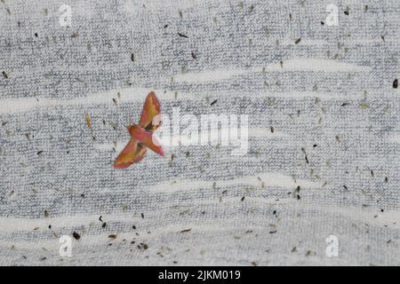 Small Elephant Hawk-moth - Deilephila porcellus. Stock Photo