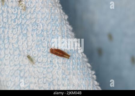 A huge diversity of insects lured by the light of a light bulb at night to the screen. Stock Photo