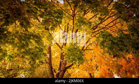 A forest in beautiful fall colors Stock Photo