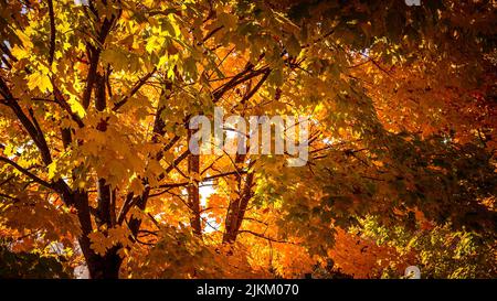 A forest in beautiful fall colors Stock Photo