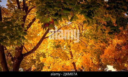 A forest in beautiful fall colors Stock Photo