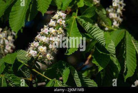 Flowering of chestnuts. Chestnut inflorescence. Flowers on the tree, signs of spring. Stock Photo