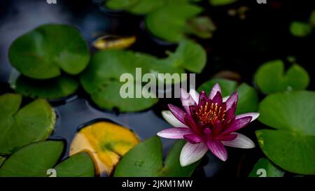 A closeup shot of the pink water lily flower growing in the lake Stock Photo