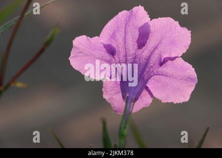 A closeup of a beautiful purple ruellia tuberosa flowers in a garden Stock Photo