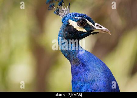 A closeup shot of a peacock Stock Photo