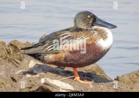 A closeup shot of northern shoveler standing on muddy ground in background of sea Stock Photo