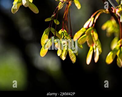 A close-up shot of an ash-leaved maple tree branch in the blurry background. Stock Photo