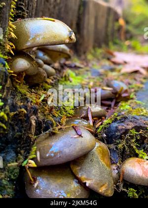 A closeup shot of a mushrooms growing under tree in mossy area Stock Photo