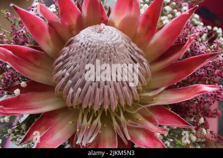 A closeup shot of a red king protea flower (Protea cynaroides) Stock Photo