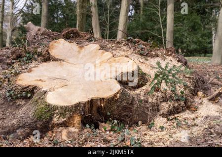 Sawed off stump of a large tree after the storm Stock Photo