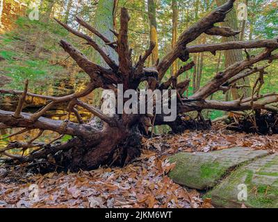 A fallen tree in the mossy forest in autumn Stock Photo