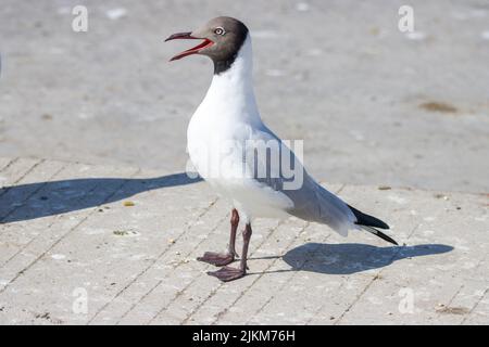 A closeup of the head of a  Laughing gull on a light grey background Stock Photo
