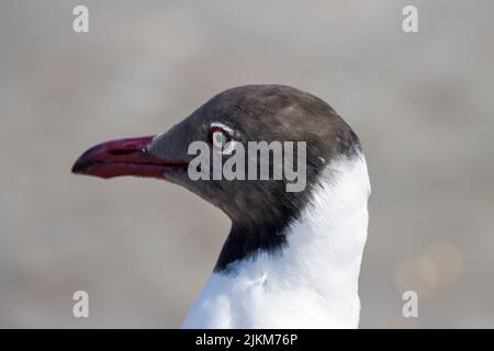 A closeup of the head of a  Laughing gull on a light grey background Stock Photo