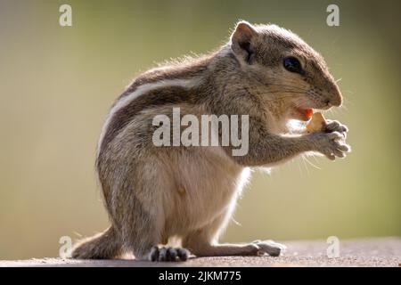 A closeup shot of an eastern chipmunk eating on a blurred background Stock Photo