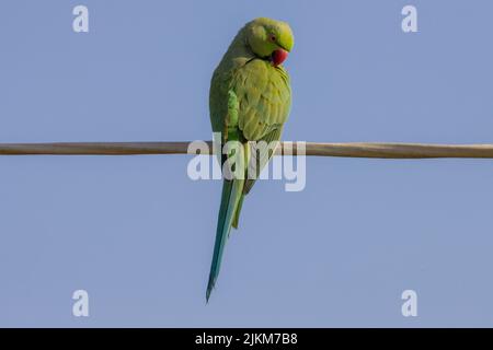 A closeup shot of a Rose-ringed parakeet standing on a wire against  a clear cloudless sky Stock Photo