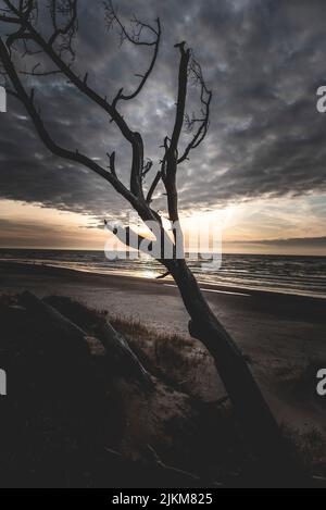 A vertical silhouette of leafless tree on the beach under cloudy sky during sunset Stock Photo